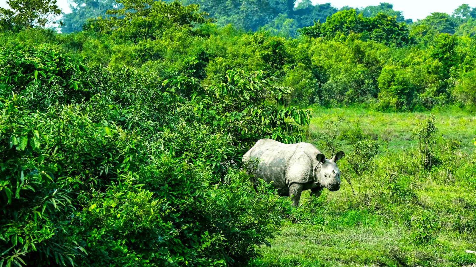 Kaziranga National Park1